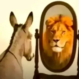 Video sticker 🫏 стики тут -> @stcksound