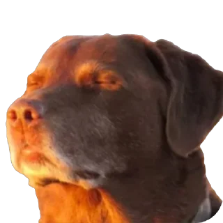 Telegram sticker 😔 MEME