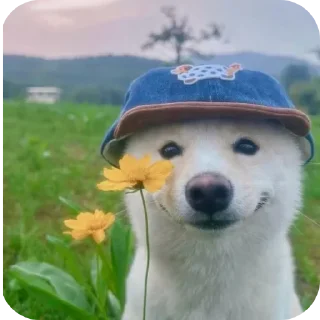 Telegram sticker 🐶 MEME