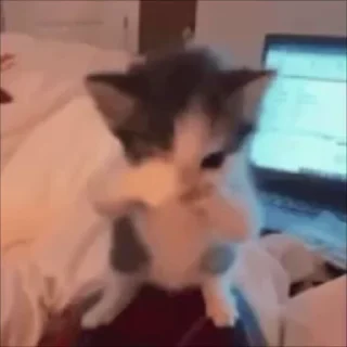 Video sticker 🫲 MEME