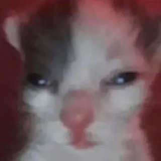 Telegram sticker 😑 Я дурею от этих стикеров