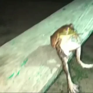 Video sticker 🌟 Я дурею от этих стикеров