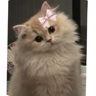 Телеграм стикер 🐱 Kyaa likhon 😭✨💖💗