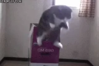 Video sticker 🐱 Больше стиков тут: @archstick