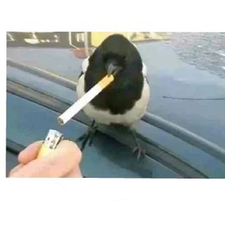 Telegram sticker 🚬 Packed | @MENT4LL