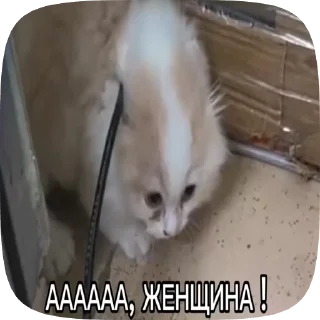 Video sticker 😱 классика2(обсолютная) :: @fStikBot