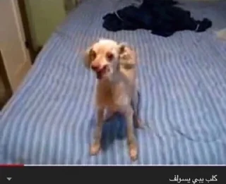 Telegram sticker 🐶 رياكشن