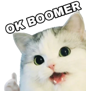 Video sticker 😺 white Cats @stivenom0