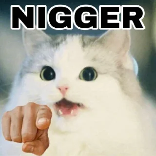 Video sticker 😺 white Cats @stivenom0