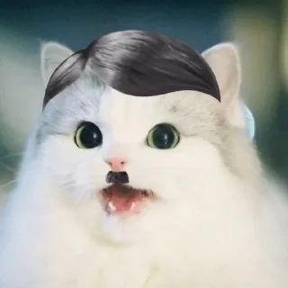 Sticker 😺 white Cats @stivenom0
