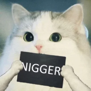 Telegram sticker 😺 white Cats @stivenom0