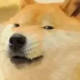 Video sticker 🤨 DUGESH :: @fStikBot