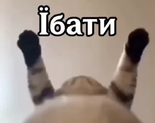 Video sticker 🌟 Крадений тортик з полуничкою :: @fStikBot