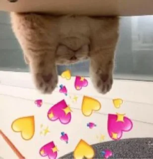 Video sticker ♥️ ديجه استار🧚🏻‍♀️