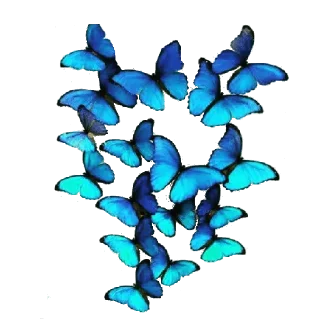 Video sticker 🐝 @wisdom_droplets 7 — @stckrRobot