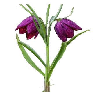 Video sticker 🌷 @wisdom_droplets 7 — @stckrRobot