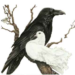 Video sticker 🕊 @wisdom_droplets 7 — @stckrRobot