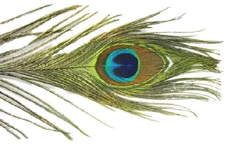 Video sticker 🎭 @wisdom_droplets 7 — @stckrRobot