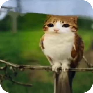 Telegram sticker 🐦 silly ahh : @adixtya_14