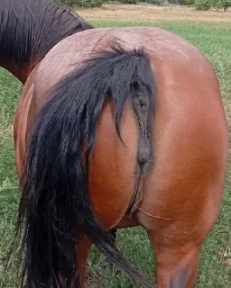 Telegram sticker 🌟 Yummy Mares @bestialityC