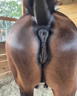 Video sticker 🌟 Yummy Mares @bestialityC