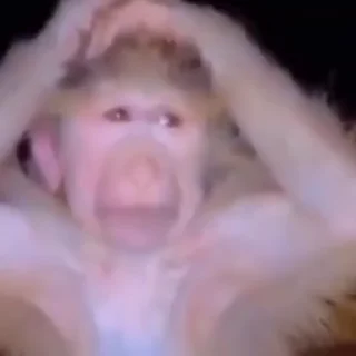 Video sticker 🙉 @augusts