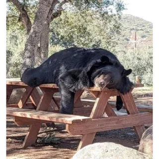 Video sticker 🐻 Black Bear