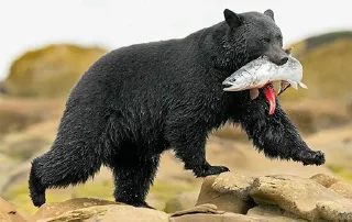 Video sticker 🐻 Black Bear