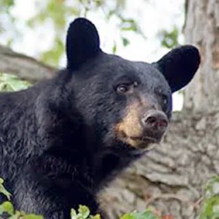 Telegram sticker 👀 Black Bear