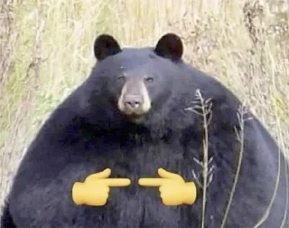 Telegram sticker 😳 Black Bear
