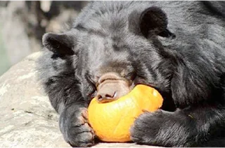 Sticker 🐻 Black Bear