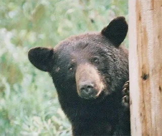 Telegram sticker 👀 Black Bear