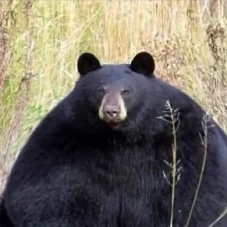 Telegram sticker 😶 Black Bear