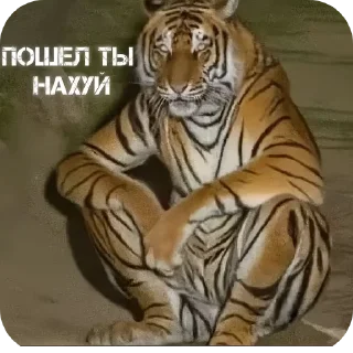 Telegram sticker 🖼 ебнутый @stickrubot