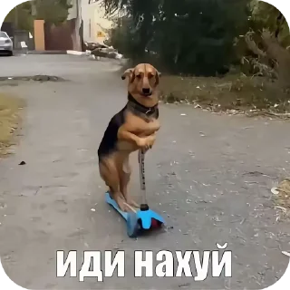 Telegram sticker 🐶 ебнутый @stickrubot