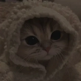 Telegram sticker 🤍 Cute random kitties bundle ☆