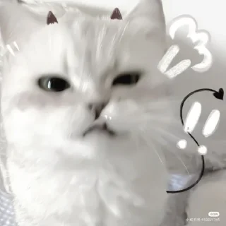 Sticker 🤍 Cute random kitties bundle ☆