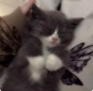 Telegram sticker 🤍 Cute random kitties bundle ☆