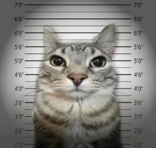 Telegram sticker 🤍 Cute random kitties bundle ☆