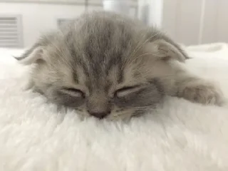 Telegram sticker 🤍 Cute random kitties bundle ☆