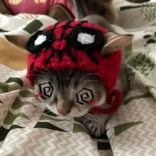 Video sticker 🤍 Cute random kitties bundle ☆