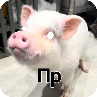 Telegram sticker 🔥 Я очин ту.гоє @f1zips_gayclub_2