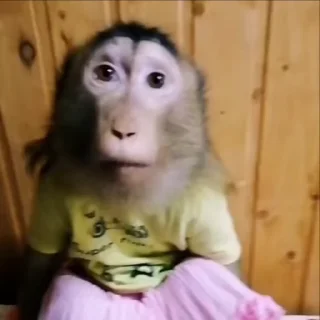 Video sticker 🤷‍♀️ monkeyss