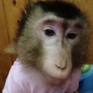 Video sticker 🌟 monkeyss