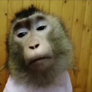 Video sticker 😴 monkeyss