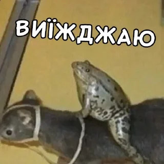 Video sticker 🐿 Жабки Гендальфа (by @gendalfs_titties)
