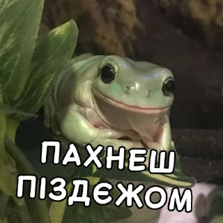 Telegram sticker 😒 Жабки Гендальфа (by @gendalfs_titties)
