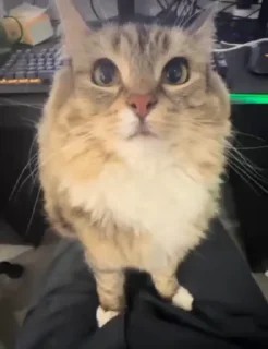 Video sticker 🐈 Engine is running! :: @fStikBot