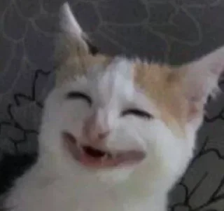 Telegram sticker 😆 El pack de mininos definitivo