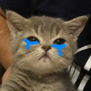 Video sticker 😢 El pack de mininos definitivo